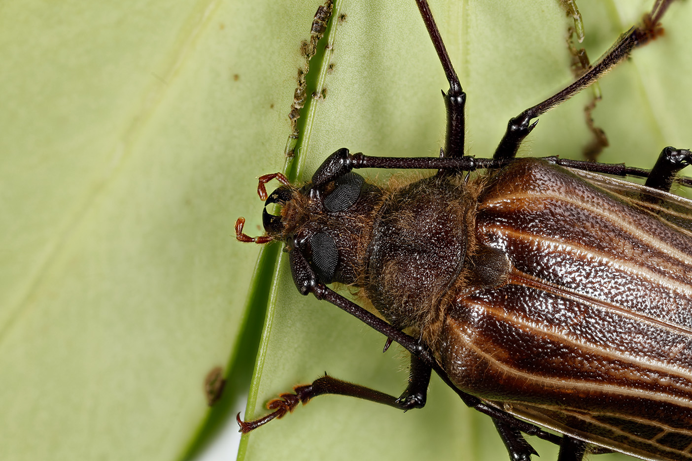 a macro image of a female huhu beetle